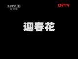 迎春花 6集
