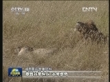“东非野生动物大迁徙报道”获好评