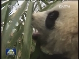 【国之瑰宝】熊猫宝宝的训练课