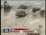【国之瑰宝】探访海豹湾：小斑海豹降生