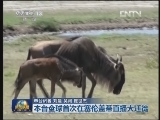本台全球首次在塞伦盖蒂直播大迁徙