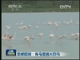 恩都图湖：角马遭遇火烈鸟