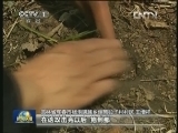 野生东北虎出没 5天咬死4头牛