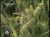 2013年小麦最低收购价今天公布