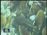 海洋生物学家参与“蛟龙”第三次下潜