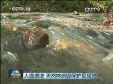 人退虎进 天然林资源保护见成效