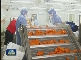 河北：农业规模化生产促农民增收