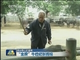 【践行核心价值观】“金牌”牛经纪张扬锦