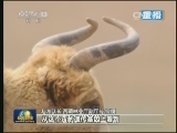 2014藏羚羊夏季科考获多项新发现