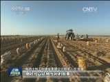 陕西榆林：新技术改造沙荒地