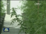 屠呦呦在瑞典做中文主题演讲