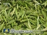 “春分”沐春风 欣欣向荣好景象