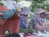 广西百色：小芒果成扶贫大产业