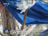 【新春走基层】三角山哨所的相思树