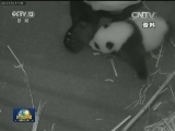 大熊猫“宝宝”启程返回中国