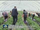 井冈山：率先脱贫 老区迈向新起点