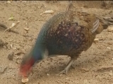 女博士发蛋财（20170912 10:30-11:00）