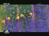 央视新闻频道明天上午播出迎接十九大特别节目《还看今朝》新疆篇