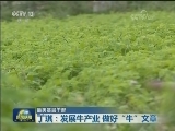 【最美基层干部】丁琪：发展牛产业 做好“牛”文章