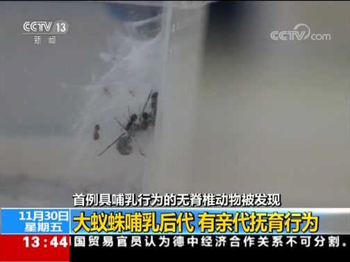 新闻直播间 首例具哺乳行为的无脊椎动物被发现 Cctv节目官网 Cctv 13 央视网 Cctv Com