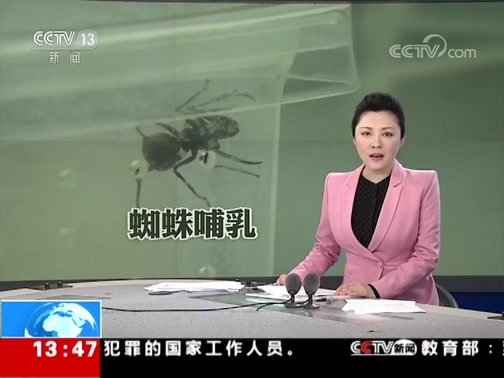 新闻直播间 首例具哺乳行为的无脊椎动物被发现 Cctv节目官网 Cctv 13 央视网 Cctv Com