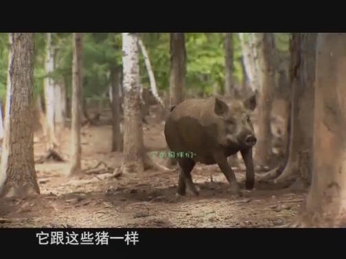 【科普之窗】杂交野猪很值钱（20190624 13:13-13:28）