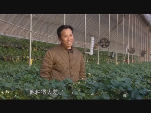 【科普之窗】新技术让草莓更好吃（20190629 12:57-13:12）
