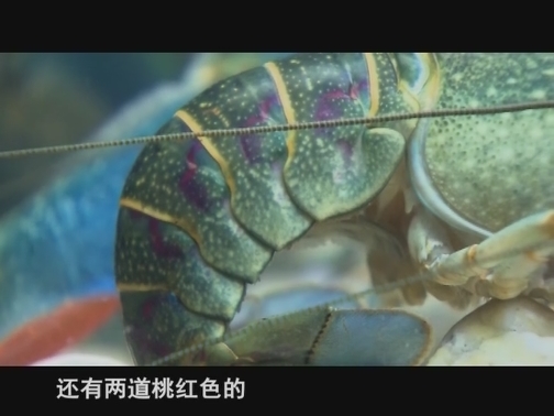 【科普之窗】来中国安家的红螯虾（20190627 13:26-13:41）