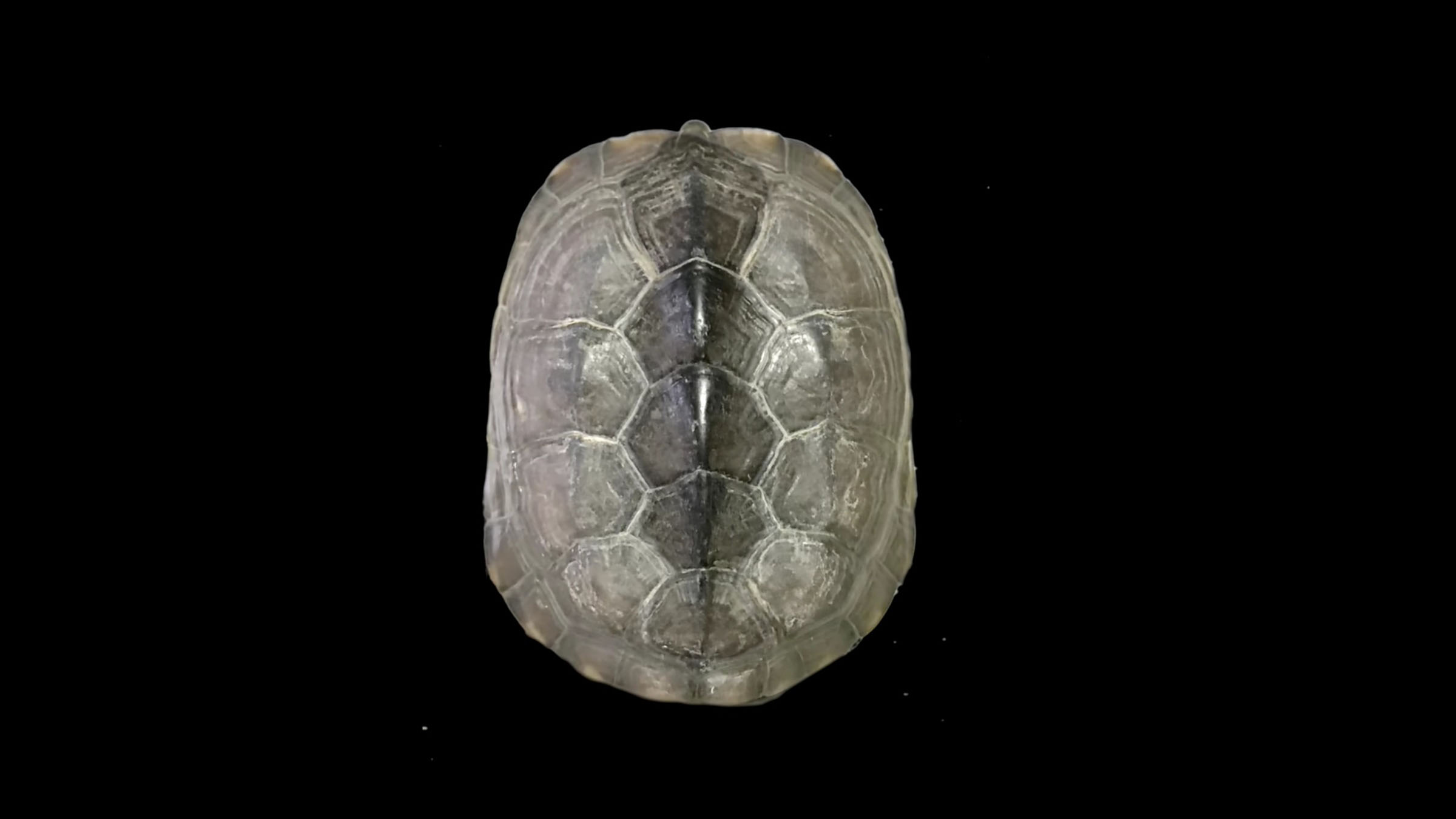 《如果国宝会说话》 凌家滩玉版玉龟