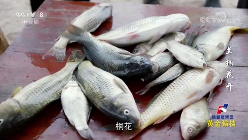兰桐花开 肖万贤怀疑宋老三往自家鱼塘下毒周麦指出鱼死掉的真因