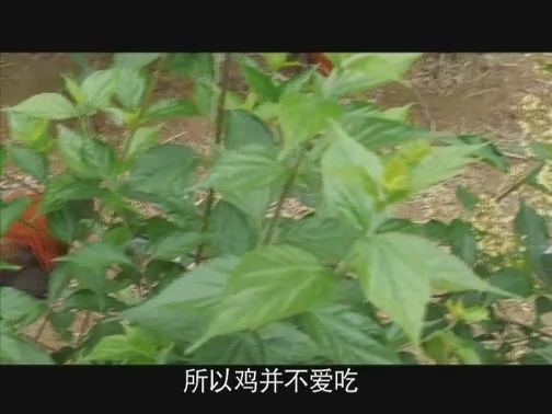 【科普之窗】吃石头的土鸡变金鸡（下）（20191005 12:55-13:05）