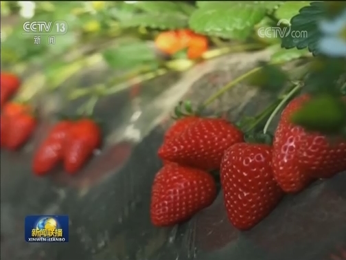 吉林：因地制宜 精准实施产业扶贫