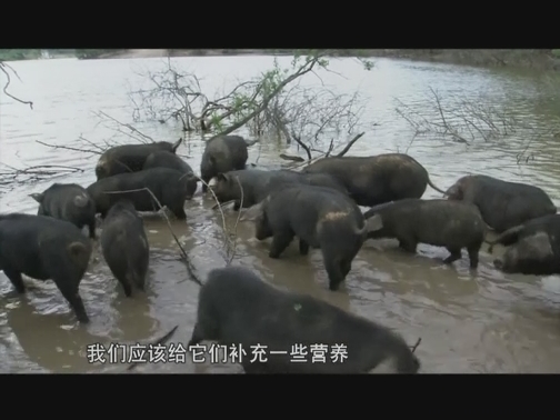 【科普之窗】下河吃鱼 上山“采药” 黑猪“练”出雪花肉（20200304 12:55-13:15）