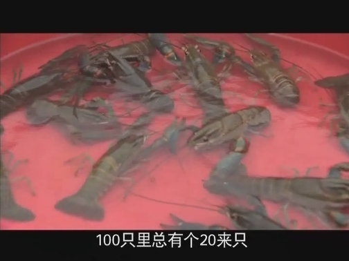 【科普之窗】蓝色小龙虾住砖“窑”（20200406 13:00-13:20）
