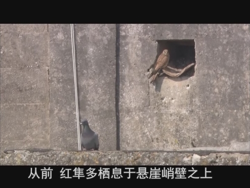 【科普之窗】马泰拉的红隼（20200604 13:12-13:22）