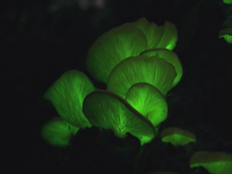 【科普之窗】毒素之植物与动物的战争（四）（20200906 12:55-13:10）