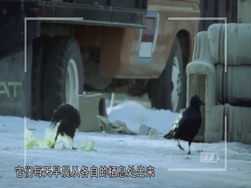 【科普之窗】世界最狂野城市——拯救白头海雕：猛禽庇护所（20200905 13:09-13:19）