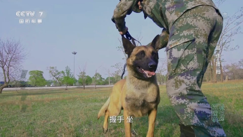 军营的味道 军犬 开心 是一只三岁半的马里努阿犬