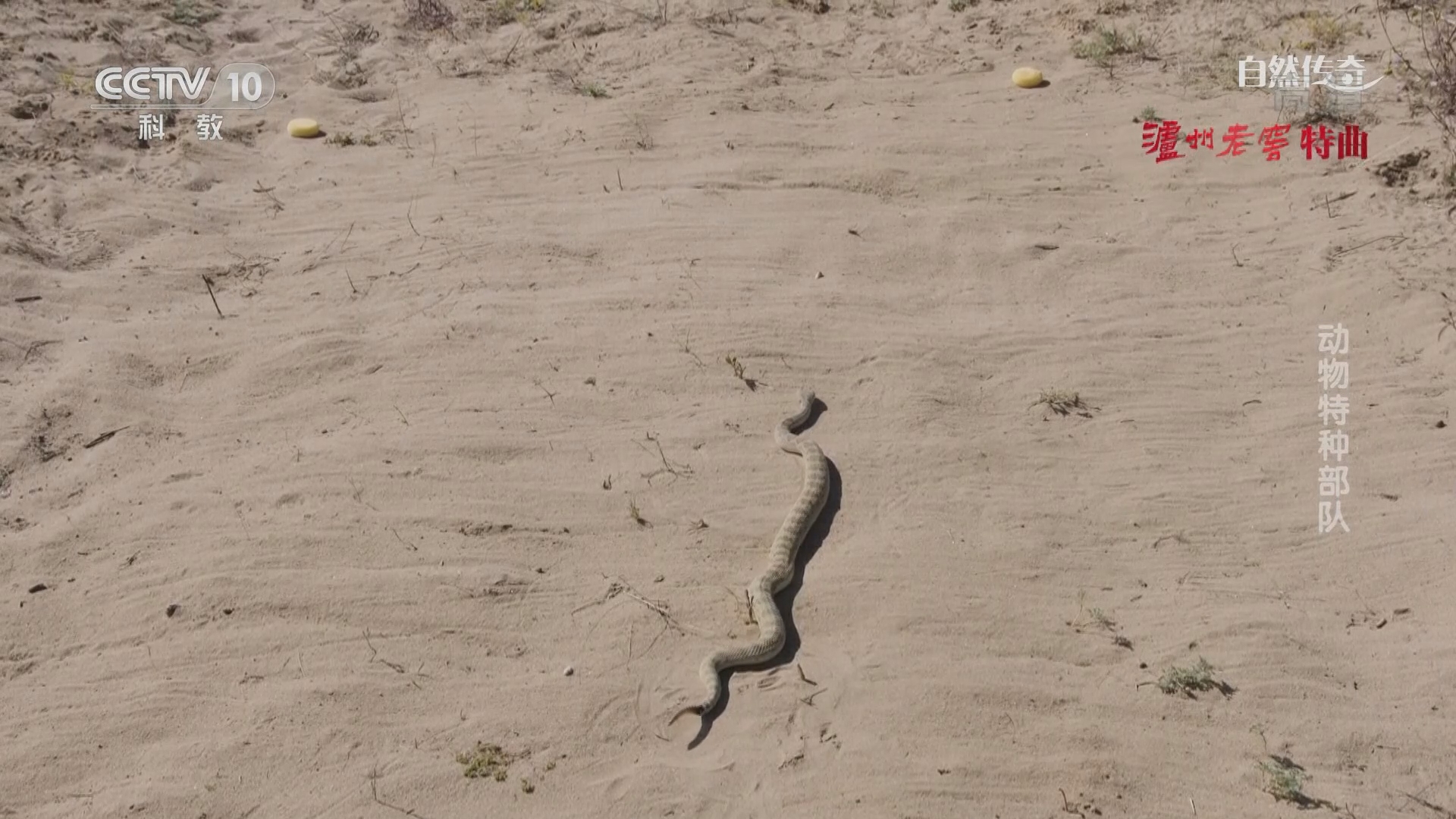 自然传奇》 20211014 动物特种部队