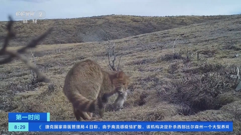 [第一时间]祁连山国家公园：巡护人员拍摄到雪豹吃旱獭画面