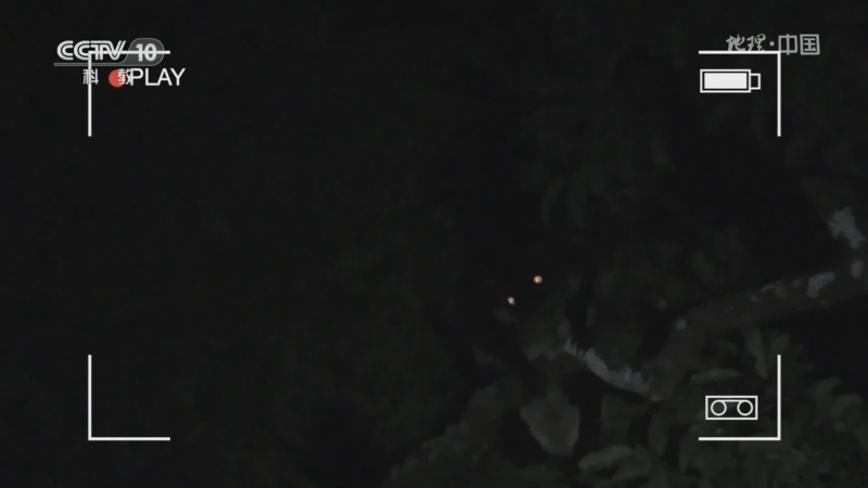 [地理·中国]夜探雨林 发现海南鼯鼠