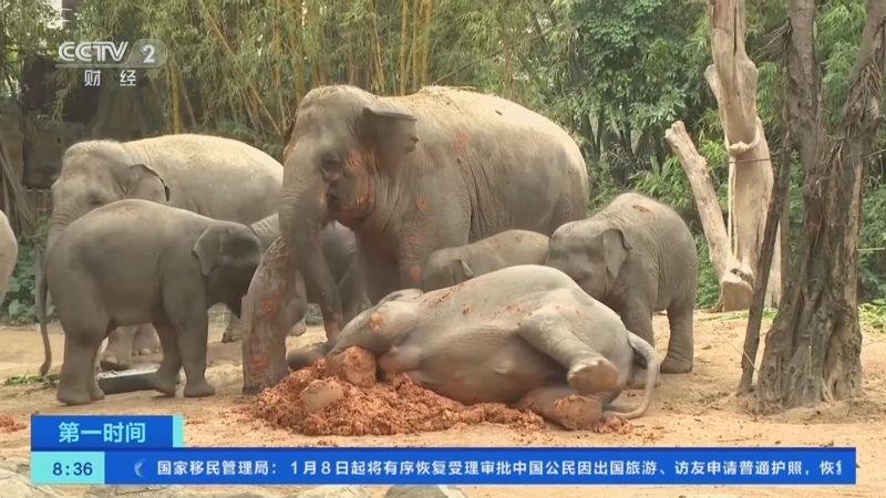 [第一时间]广州：亚洲象幼崽一周岁 游客为象宝宝庆生