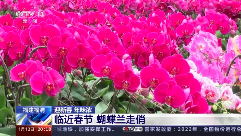 [东方时空]福建福清 迎新春 年味浓 临近春节 蝴蝶兰走俏