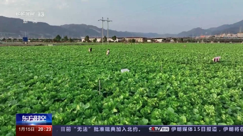 [东方时空]应对寒潮 稳产保供 防灾减损 蔬菜生产基地采收忙