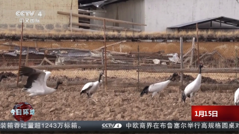 [今日环球]纳帕海国际重要湿地越冬黑颈鹤首次突破500只