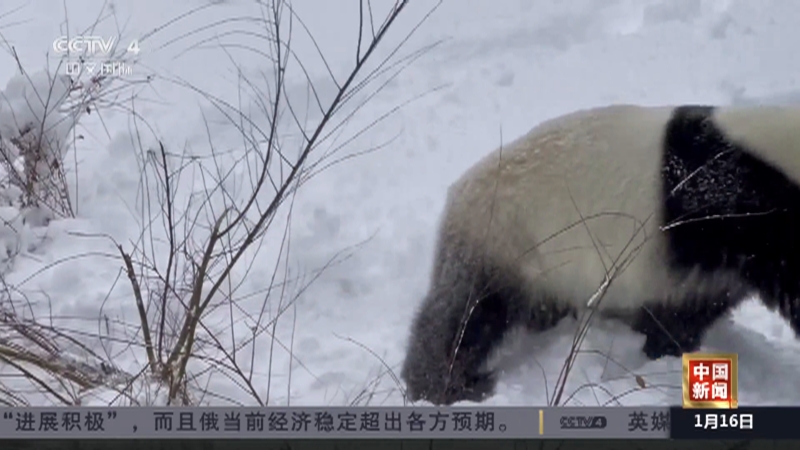 辽宁沈阳：熊猫嬉雪“萌化”游客