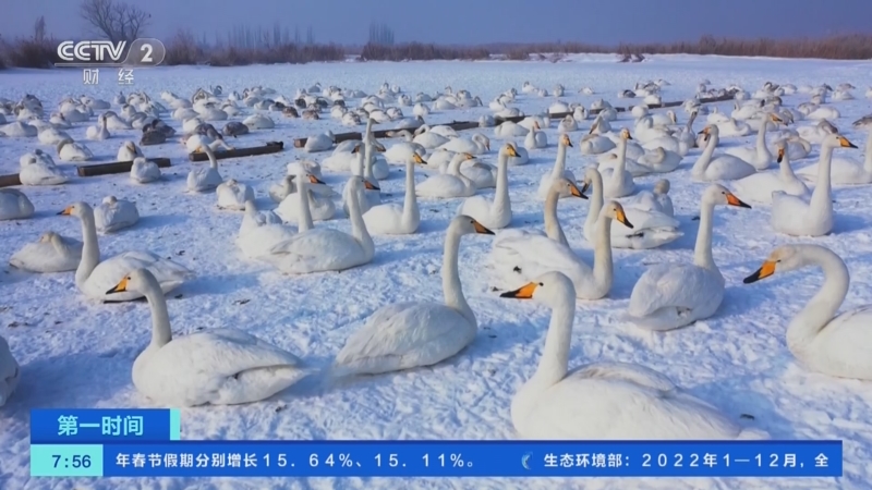 [第一时间]新疆玛纳斯湿地：寒潮天气天鹅觅食难 人工投食渡难关