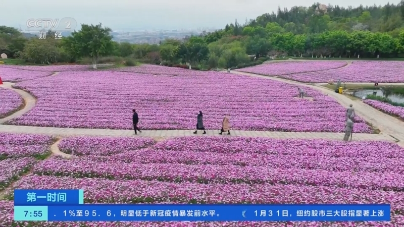 [第一时间]浙江临海：梅花枝头俏 赏梅正当时