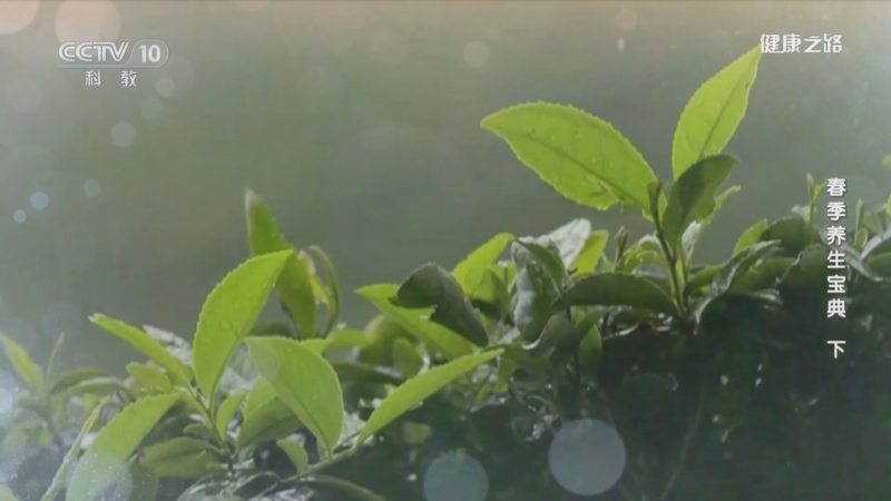 [健康之路]春季养生宝典（下） 谷雨茶