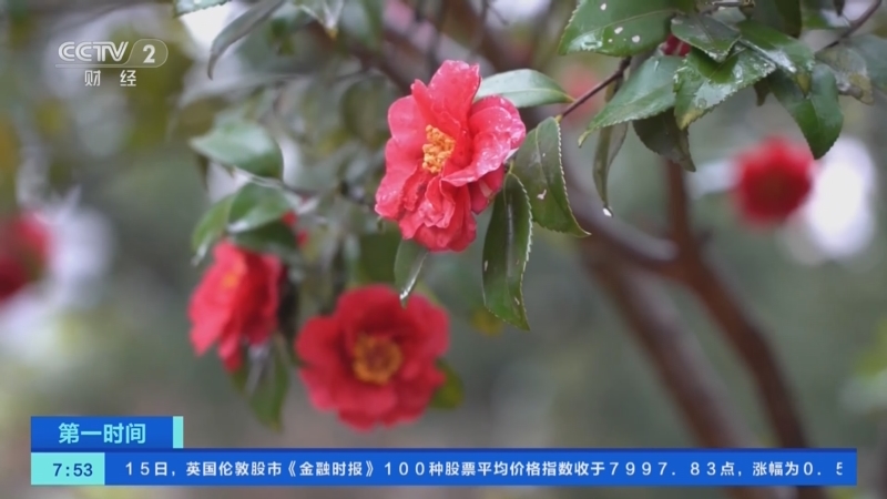 [第一时间]百花吐艳 春意盎然